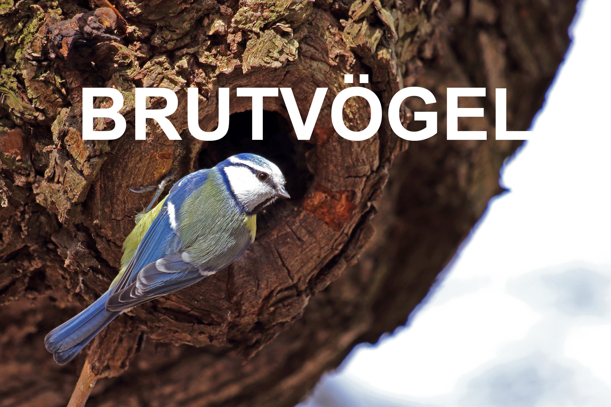 Brutvögel