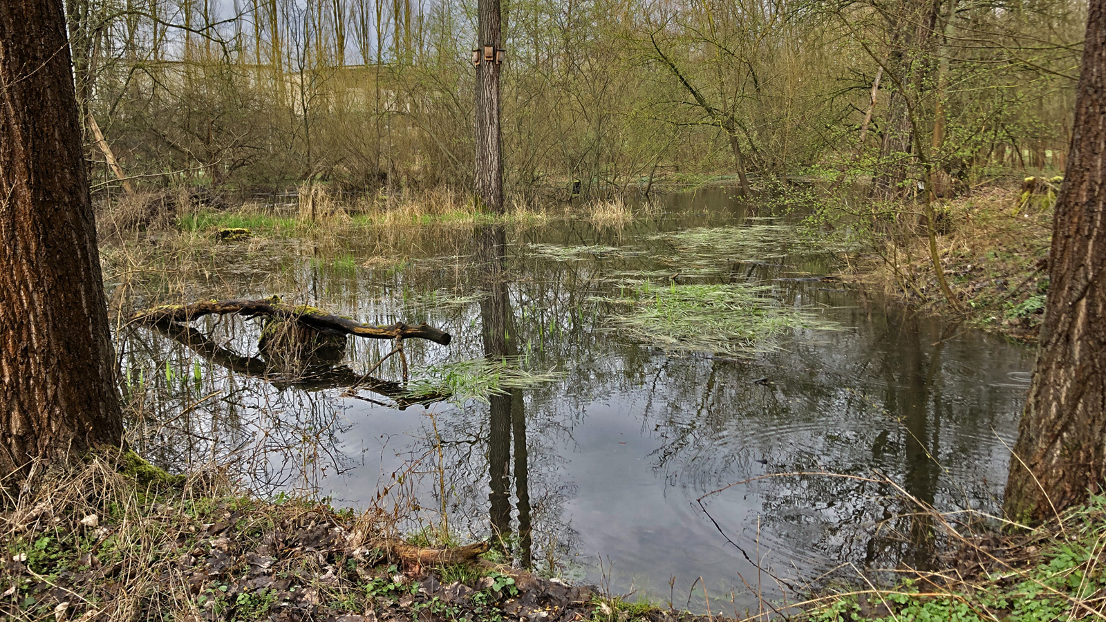 Bahnhofsteich-Tümpel